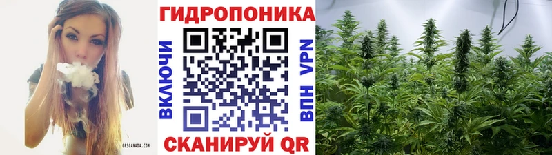 Канабис сатива  Новая Ладога 
